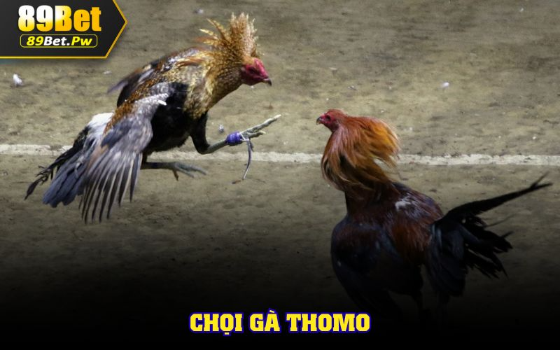 Chọi gà Thomo, trải nghiệm thả ga
